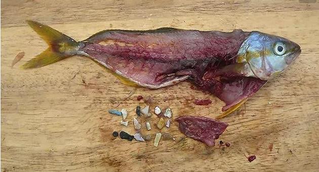 震驚！首次確認(rèn)：人體已被微塑料污染！